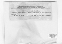 Podofomes corrugis image